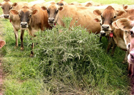 Webinar Preview Image