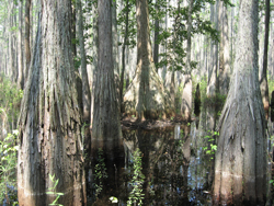 Webinar Preview Image