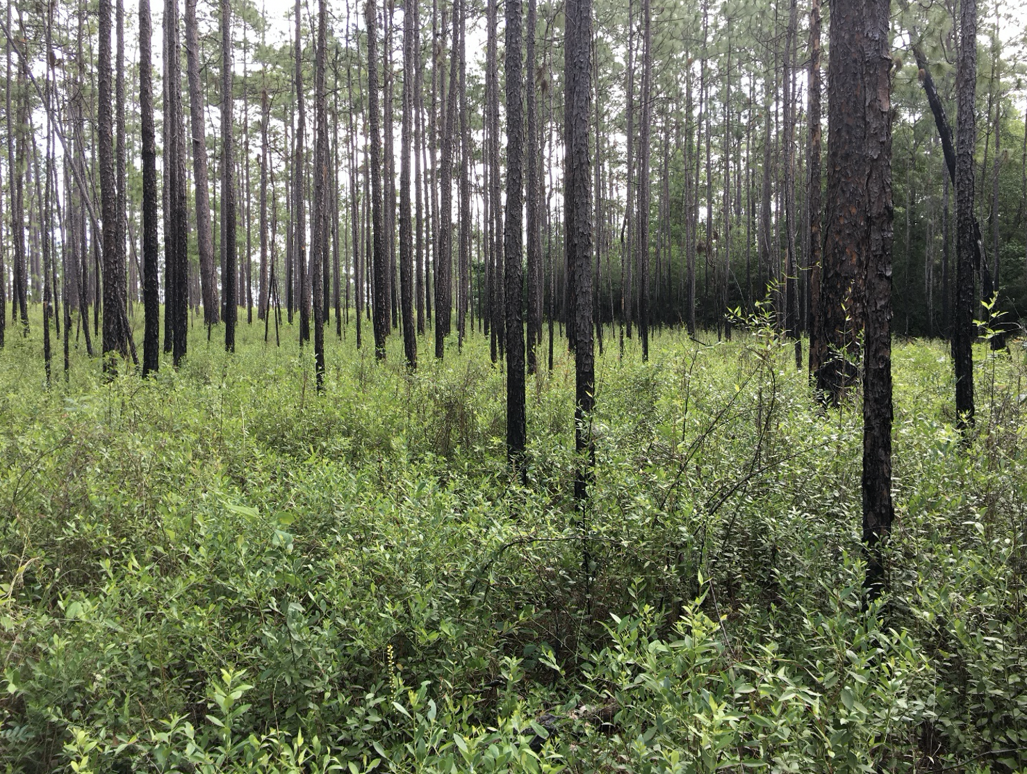 Webinar Preview Image