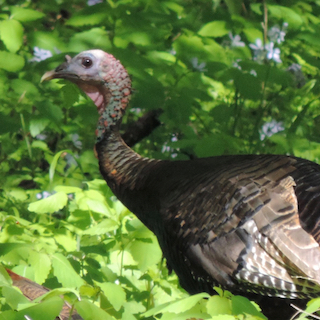 Webinar Preview Image