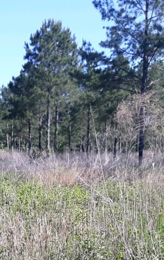 Webinar Preview Image