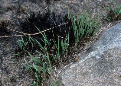 Prescribed Burning Rangelands image